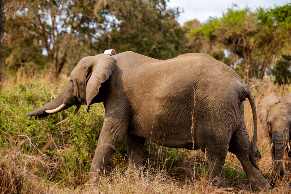 Majestic African elephant walking through the bush in Tanzania's Mikumi National Park.